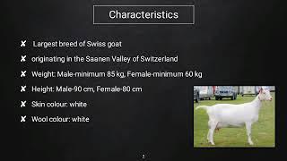 BREED OF RUMINANTS: SAANEN GOAT