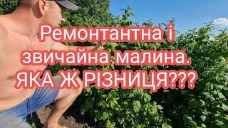 Ремонтантна і звичайна малина. ЯКА Ж РІЗНИЦЯ?