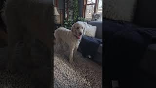 Artie being Artie  #standardpoodle #poodle #dogs #spoo #thinking #walk #outside #love