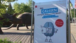 LWL-Kultur: "Das Gehirn" - Ausstellung im LWL-Museum für Naturkunde in Münster