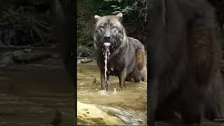 The wolf #shortsvideo #shorts #trending