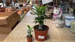 Adenium obesum "Desert Rose"  White flower