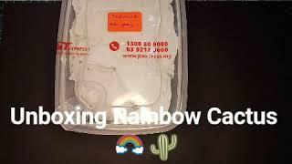 Unboxing Rainbow Cactus bought from online seller