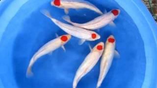 Maruju Koifarm RS 15 Tancho Ornafish Japan Co.,Ltd