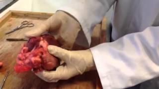 Heather Loftus - Lamb Heart Dissection