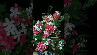 Ve Kamleya|Rocky Or Rani Ki Prem Kahani|Ranveer Singh #shorts #song #love #nature #trending