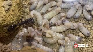 Myrmecia pyriformis Update