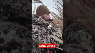 Маним Гуся. Бололобик пошел.