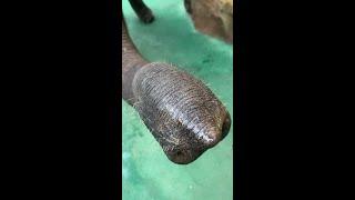 Elephant Eating | ASMR | Elephant World