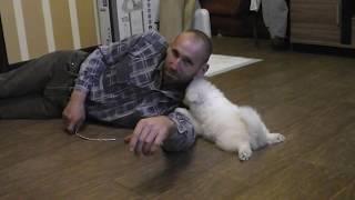 Щенок Самоеда встречает хозяина в новом доме. Samoyed puppy in the new house meets the owner.