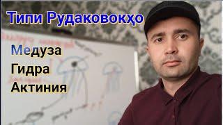 Типи Рудаковокҳо.| Медуза, гидра, актиния