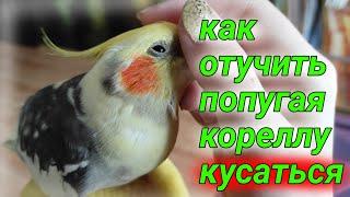 как отучить попугая кореллу кусаться???И почему попугай кусается???Чешу попугая)