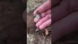 1896 5 Cents - Nokta Legend Metal Detecting #metaldetecting #noktalegend