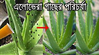 এলোভেরা গাছের রোগ ও প্রতিকার। Aloe Vera Plant Disease Treatment: Tips and Solutions