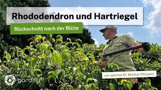 Rhododendron und Blumen-Hartriegel (Cornus kousa): Wann und wie darf man schneiden?