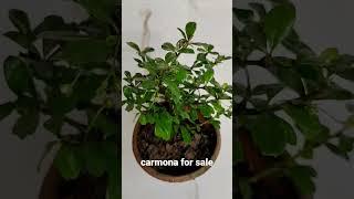 carmona plant available for sale #carmona