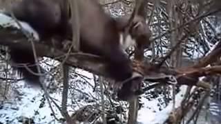 Catching_marten_traps  _Ловля_куниц_капканами