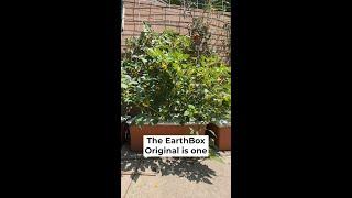 The EarthBox Original makes container gardening so easy!  #ContainerGardening