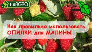 Не совершайте ЭТУ ОШИБКУ ОСЕНЬЮ и получите БОЛЬШОЙ УРОЖАЙ МАЛИНЫ! Чем и когда замульчировать малину?