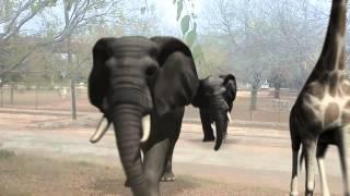 Zoo animals of dome