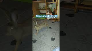 Lepre yogica   #animali #natura #divertenti #lepre #love