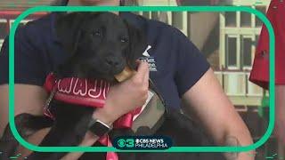 This is Major!  Phillies new service dog visits CBS News Philadelphia