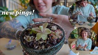 my pinguicula wishlist is completed   chlorophiles unboxing!! 