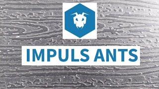 Impuls Ants 2024