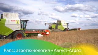 Рапс: агротехнология "Август-Агро"