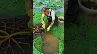 Beautiful Nature Gorgon harvesting and rural life #nature #enjoy