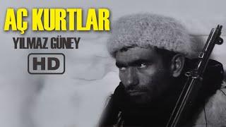 Aç Kurtlar Türk Filmi | FULL | YILMAZ GÜNEY