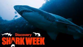 Forrest Galante Searches for Extinct Sharks in South Africa | Shark Week | Discovery