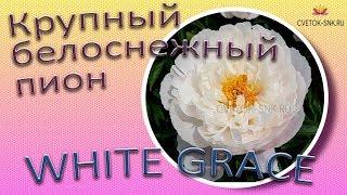 Крупный белоснежный пион WHITE GRACE / Сад Ворошиловой