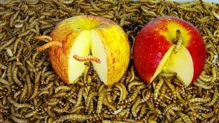 1 Billion Zophobas Morio Worm VS 2 Apples - Time Lapse Camera