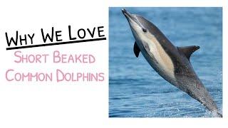 We Love Short-Beaked Common Dolphins and So Should You!