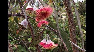 E. caesia subsp. magna (Silver Princess)