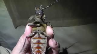 Huge Excited Kenyan Long Horned Beetle