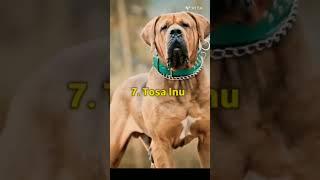 Top 10 most dangerous dog breeds in the world 