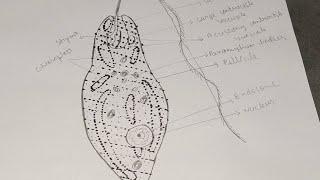 euglina diagram। how to draw euglina diagram easily। #euglina#diagram #biology।