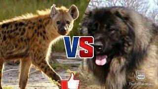 Пятнистая гиена против кавказской овчарки//Animals Battle//Кто победит?