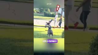 The dog always wants a buddy to play with. #dog #animals