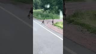 The family out for an evening walk #nature #wildlifeentertainment #wildlife #naturelovers #goose