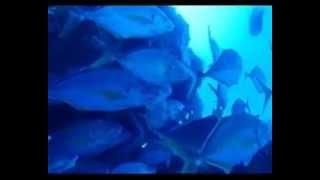 Baja de los bocarones en La Restinga, Isla El Hierro