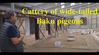 История широкохвостых Бакинских голубей с Гейдаром Бабаевым! The story of wide-tailed Baku pigeons!