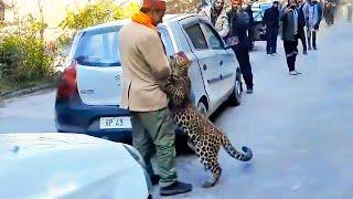 The mother leopard panicked and begged for help. What happened next was unbelievable.