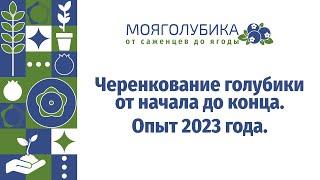 Черенкование голубики от начала до конца. Опыт 2023 года