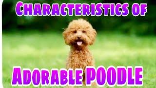 🟣🟣UNIQUE CHARACTERISTICS OF ADORABLE POODLE DOG....