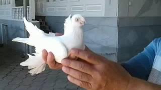 УЗБЕКСКИЕ ГОЛУБИ. ГУЛБАДАМ.