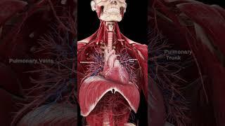 3d Heart and Diaphragm  #anatomy  #meded