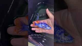 Malawi cichlids | NXN AQUATICS VN | Worldwide shipping